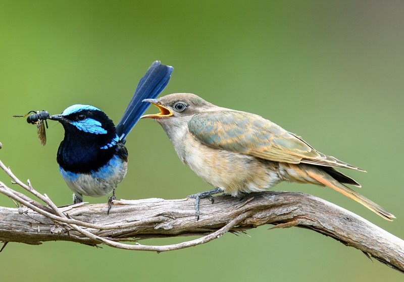 A small, black coloured bird with bright blue markings bringing an insect to a much larger, light brown fledgling bird. Both birds are perched on a branch with a softly blurred green background.