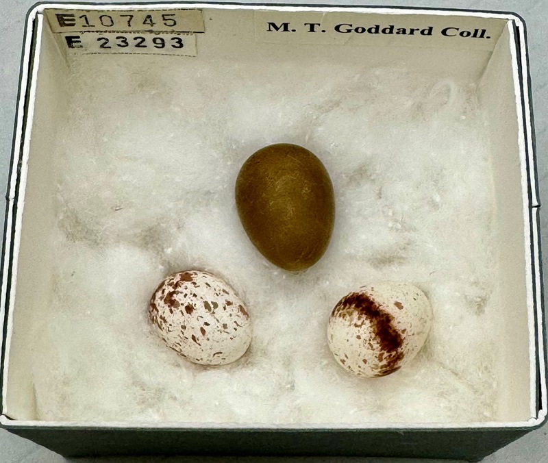 A collection box lined with cotton wool containing two small brown and white speckled eggs with a brown egg that is a similar size and shape.
