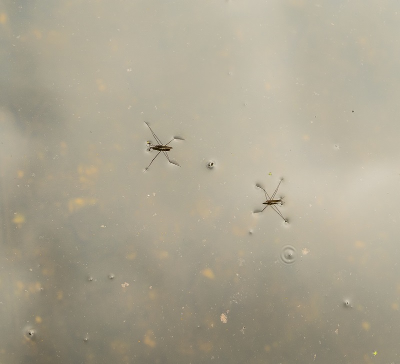 Water boatman beetles making star shapes on water. Image by Shutterstock.
