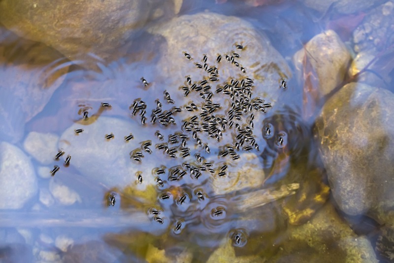 Gyrinidae whirligig water beetles on the surface of a transparent mountain river. Image by Shutterstock.