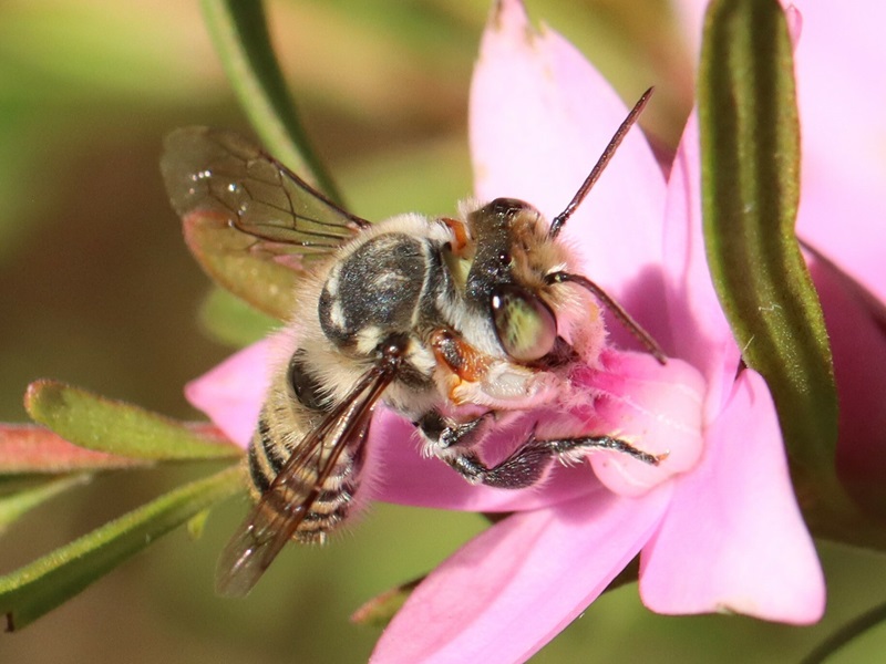 A  Megachile macularis bee visiting a pink Small Crowea flower.