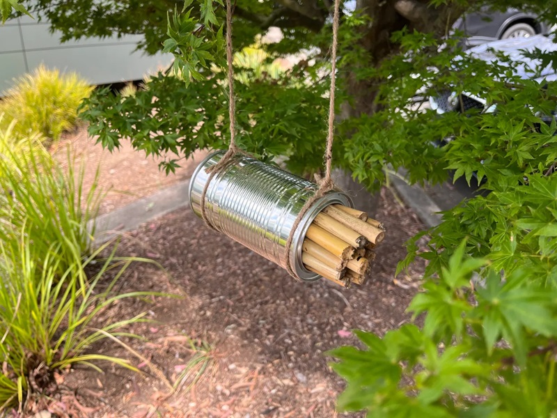 A bee hotel created from a metal can, stacked with bamboo stakes, suspended from a tree with jute twine. 