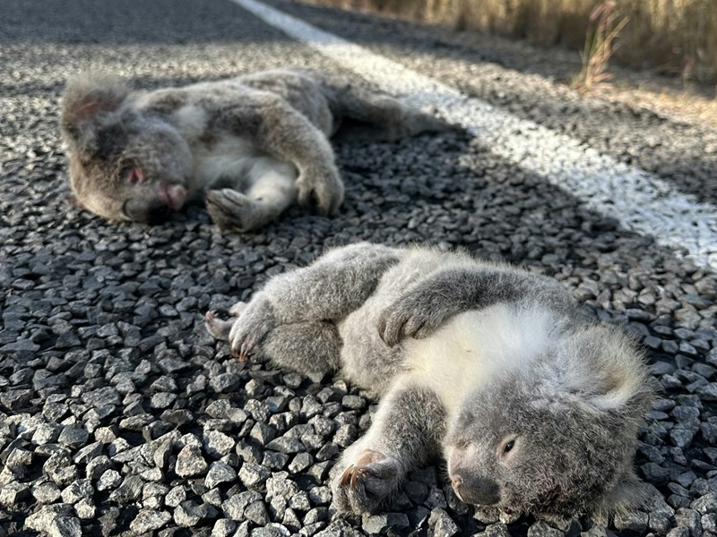 Two dead koalas on the highway.