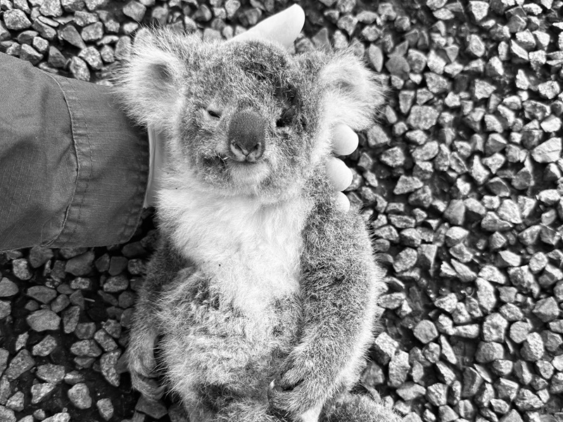 A dead koala is held by a human hand by the highway.