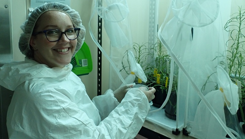 Dr Michelle Rafter in quarantine centre with weevil candidates on plants in small gauze greenhouses.