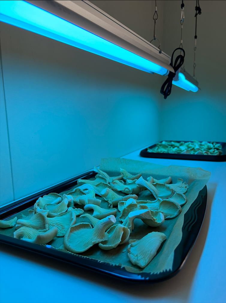 Mushrooms laid out on a tray positioned beneath a UV light