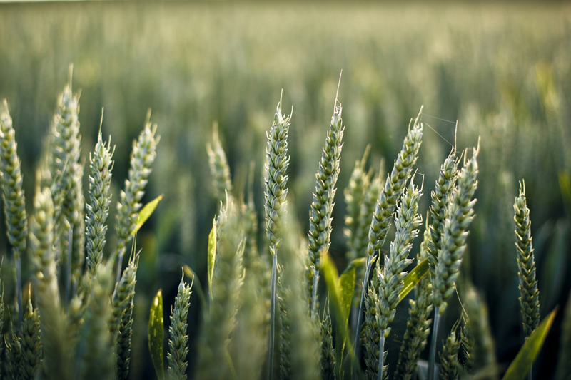 A green field of wheat