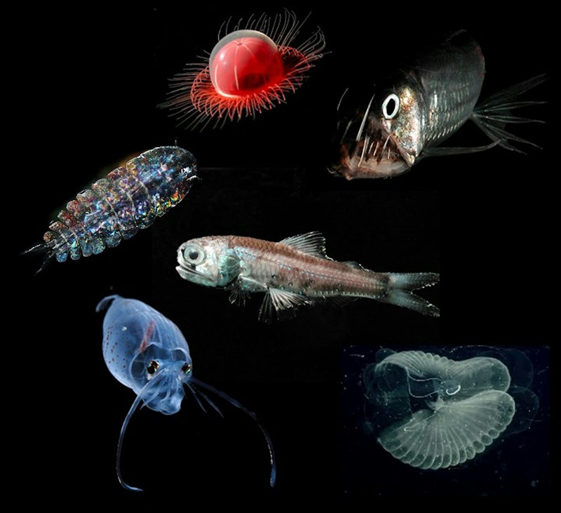 Deep sea creatures with colours of blue, silver and red.