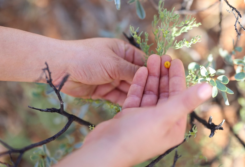 A hand holding a yellow berry