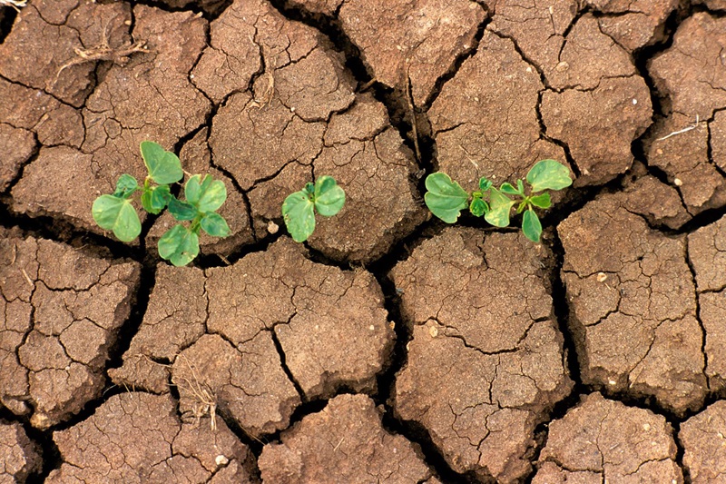 Plants growing in cracked, swelling soil.