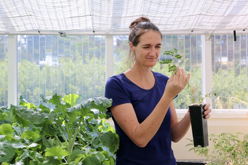 Sarah Rich inspects chickpeas growing in glasshouse