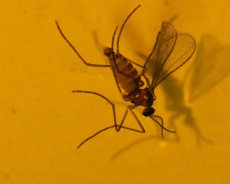 Close up of the tiny gall midge. It looks like a tiny mosquito.