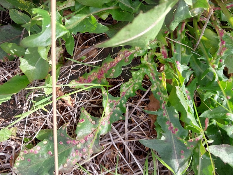 Leaves of a skeleton weed plant in the field showing the effects of the skeleton weed gall midge