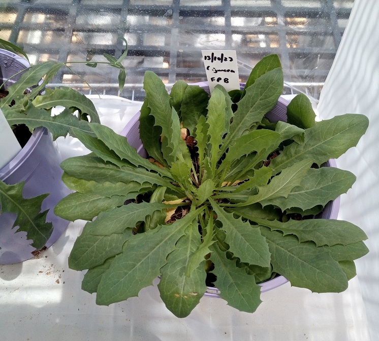 Close up of a skeleton weed plant in the glasshouse. The plant is at rosette stage so doesn't have a flowering stem.