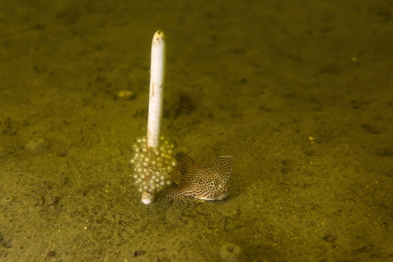 The Spotted Handfish guards its eggs, which are nestled upon a ceramic stick protruding from the riverbed. 