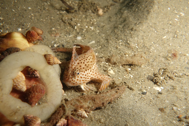 A Spotted Handfish huddles into some debris on the riverbed in soft yellow light. 