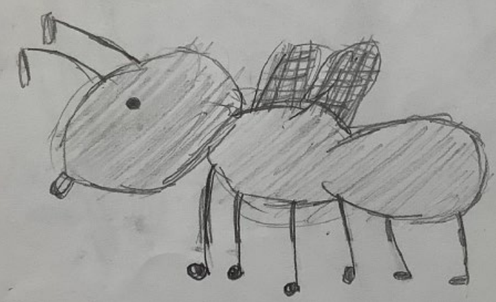 A student's drawing of an insect