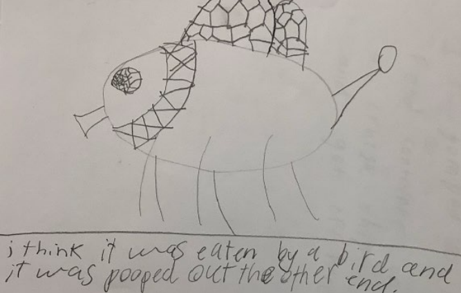 A student's drawing and theory of how a Portuguese moth fly was found in their Australian schoolyard