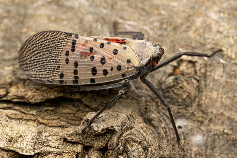 A Spotted Lanternflies (Lycorma delicatula), a highly invasive planthopper. 