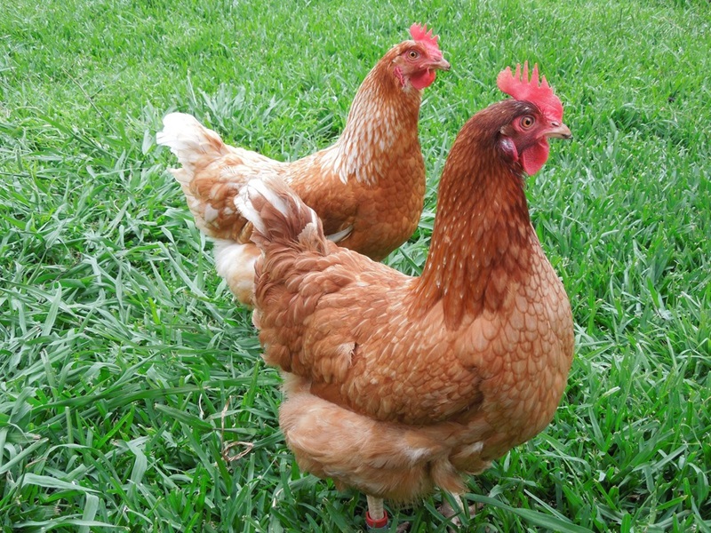 Two chickens in the grass. 