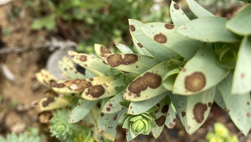 Brown lesions on sea spurge showing the biocontrol fungus at work.