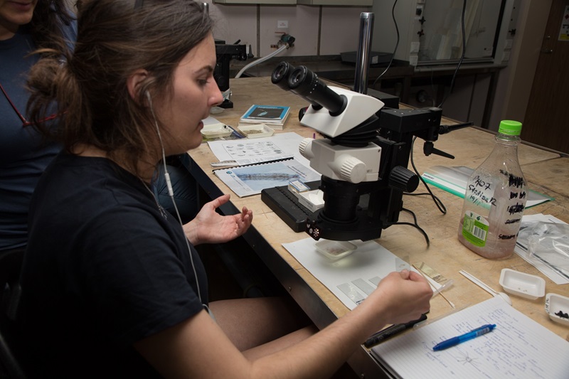 a CAPSTAN student analysing samples in a microscope on board the RV Investigator