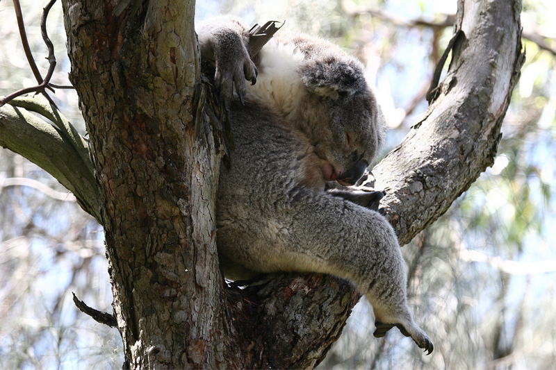 Koala (Phasolarctos cinereus), dormendo su un albero