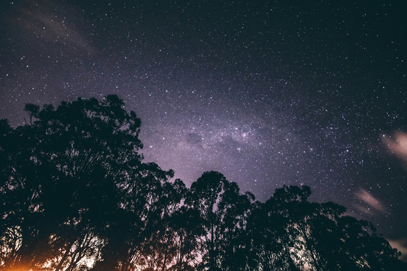 Stelle nel cielo notturno con alberi in primo piano. 