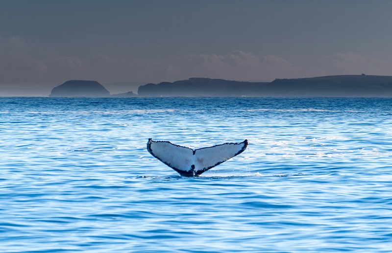 Whale tail in the ocean