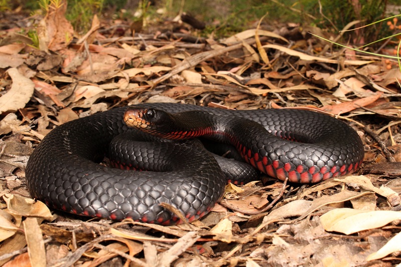 The red bellied snake slithering through dry leaves.