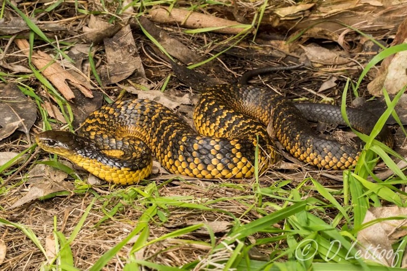 Western tiger snake slithering through the wetland, yellow and blackish brown in colour.