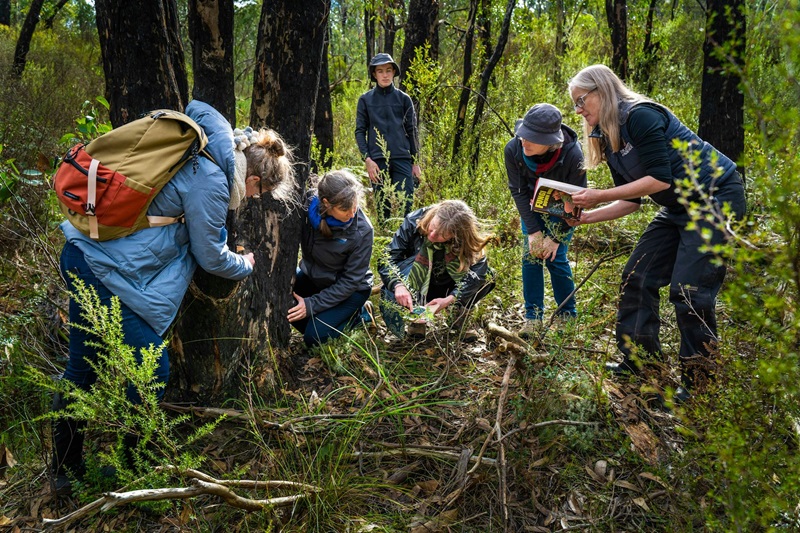 A group of people searching for fungi in a bushland setting, while one checks a reference book.