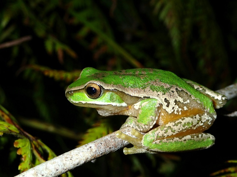 A brightly coloured green frog resting on a branch, with a leafy dark background.