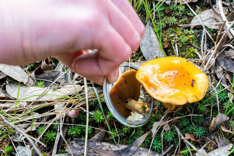 A brightly coloured yellow fungus growing among leaf litter, spotted by a keen citizen scientist.