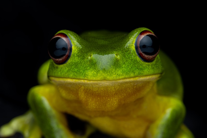 A close-up of a green frog with a yellow belly and wide, orange eyes which stare into the camera. 