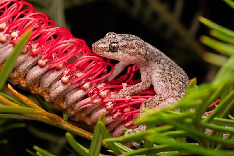 A beautiful gecko with golden eyes and stippled colouring perches on a pink grevillea. 