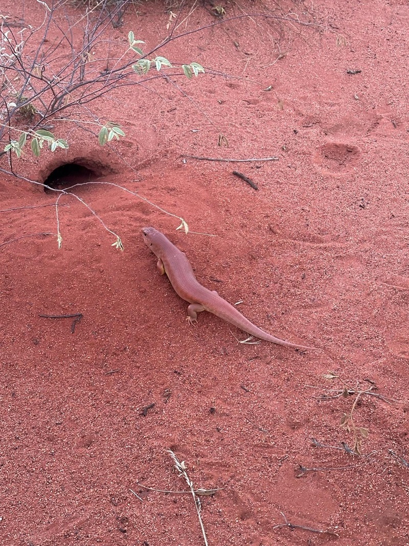 A red lizard on red sand, in front of a hole which appears to be the opening of a burrow in the sand.