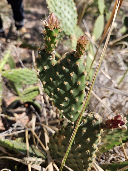 Blind prickly pear (Opuntia puberula)