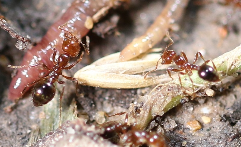 Red imported fire ant (Solenopsis invicta)