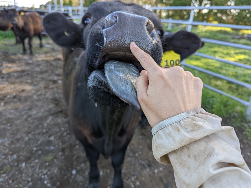 angus cow steer with a hand touching nose