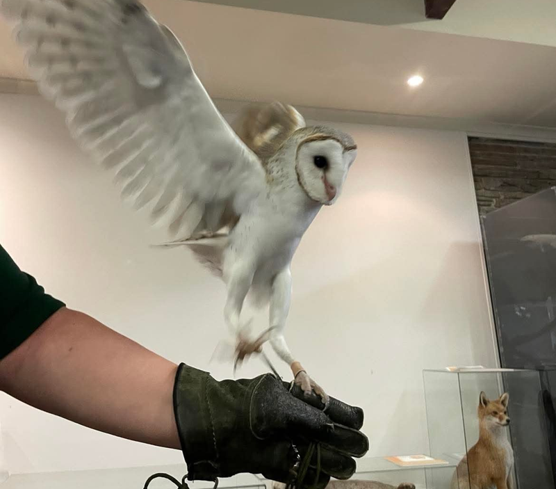 An owl with it's wings spread perched on a glove hand, in front of a display of taxidermized animals.