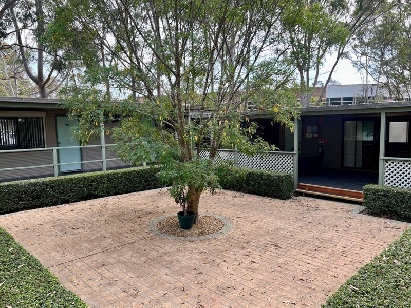 A paved courtyard with a tree in the middle, bordered by a verandah and hedges.