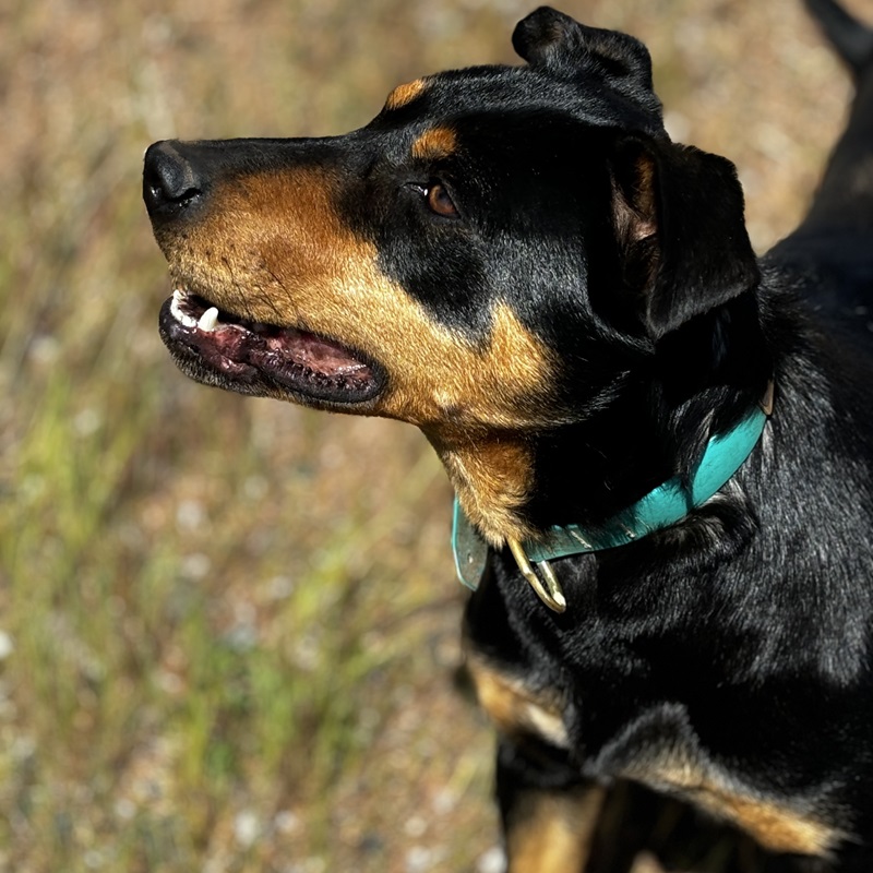 Kelpie dog