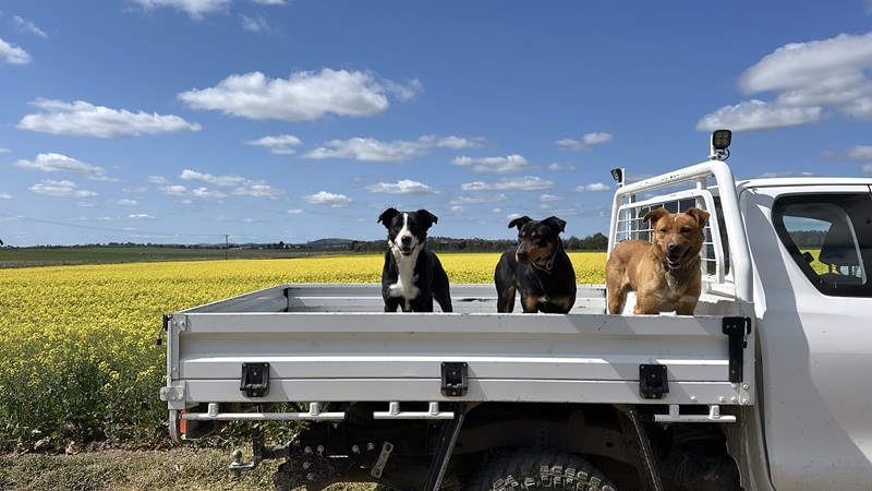 Three dogs on back of ute