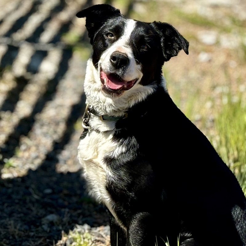 Black and white border collie