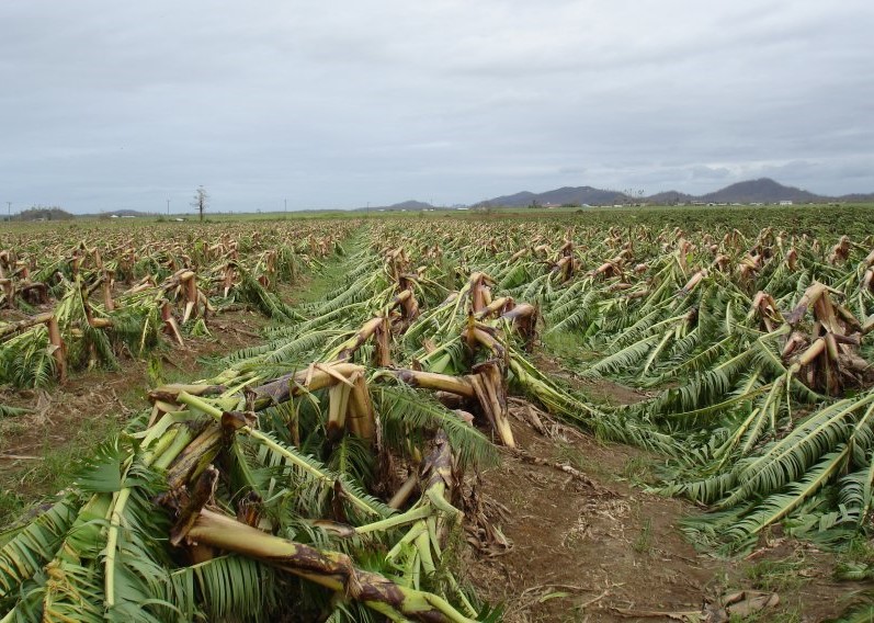 A field full of banana trees that have been toppled over by strong winds. 