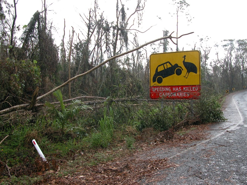 Fallen trees along a road. A sign by the side of the road declares: Speeding has killed cassowaries. 