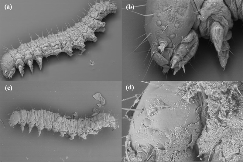 Close up caterpillars showing effects of exposure to the fungus.