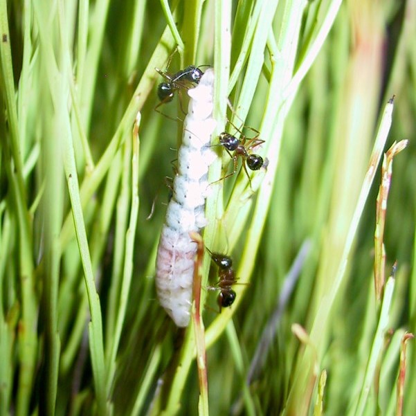 Three ants escort a pale caterpillar, Ogyris otanes larva, on green grass.