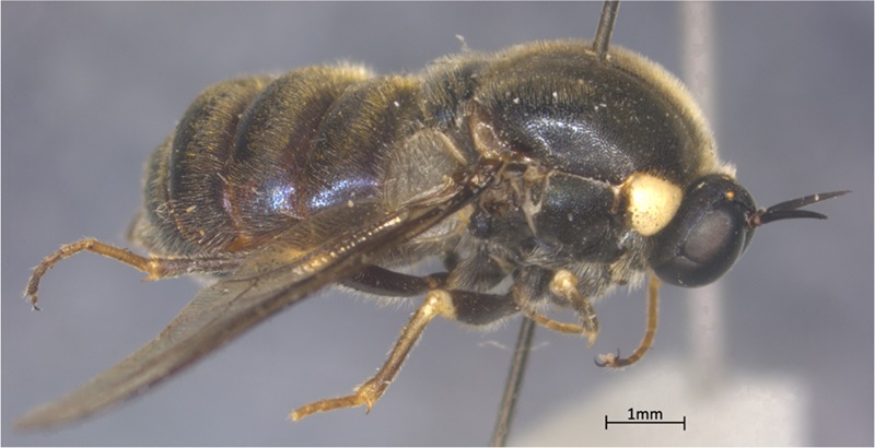 A close-up photograph of a dark-bodied fly, Panops infrequens, pinned for display. The fly has a rounded head with prominent eyes, a segmented abdomen, and thin legs. 